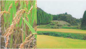 原料の米、有機農法栽培